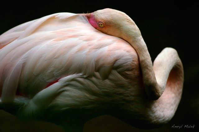 Hiding flamingo